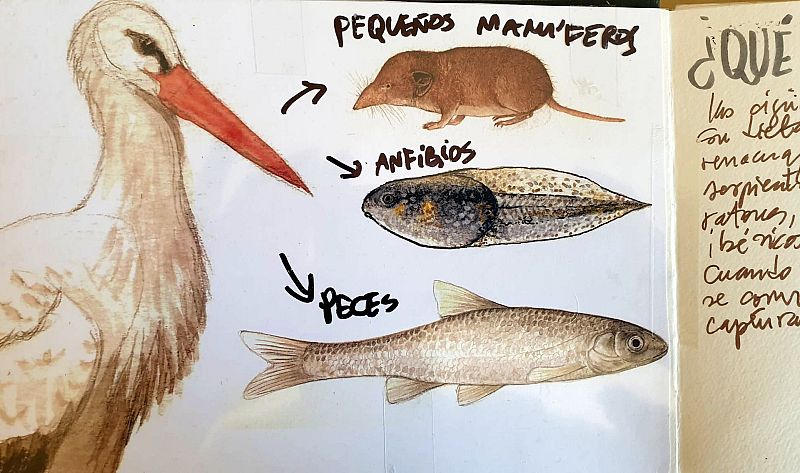 Datos curiosos sobre las cigüeñas