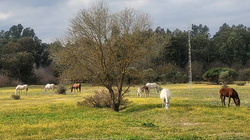 Caballos pastan en el corredor verde del Guadiamar