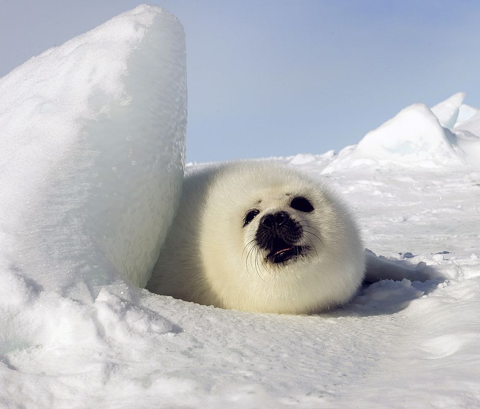 A harp seal pup lies on an ice floe in Canada