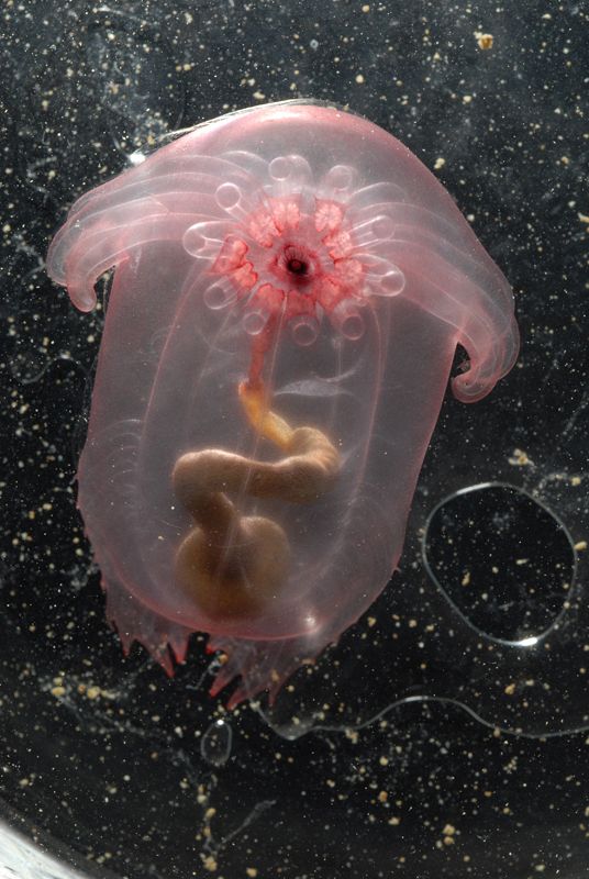 Un extraño pepino de mar transparente encontrado a 2.750 metros de profundidad en el Golfo de México.  Avanza arrastrándose con sus tentáculos unos dos centímetros por segundo.