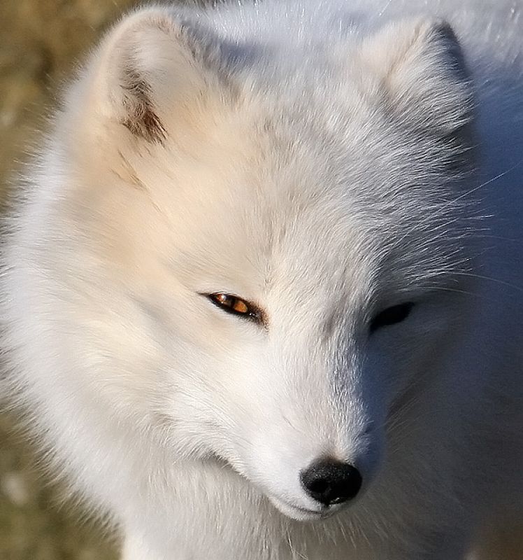 La tundra ártica de la que depende el zorro ártico (Alopex lagopus) está desapareciendo debido al aumento de las temperaturas y al florecimiento de nuevas especies vegetales.