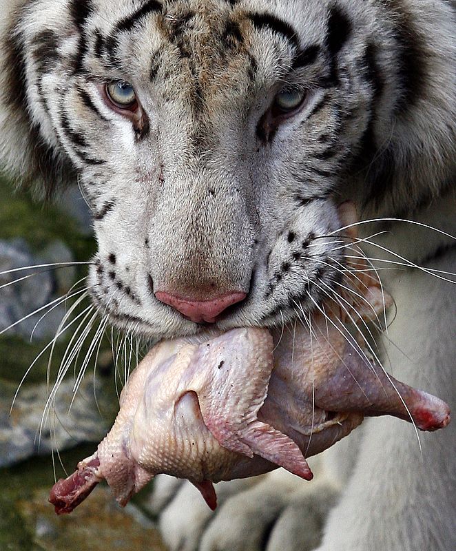 Khane, un tigre blanco de tres años, comiéndose un pollo