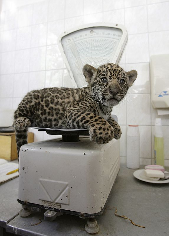 Un jaguar recién nacido en el Zoo de Berlín mientras lo pesan