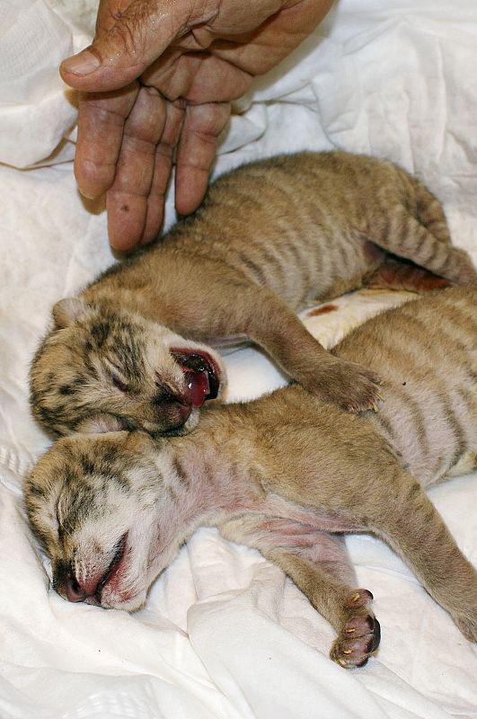 Dos ligres, híbridos de leones y tigres, recién nacidos