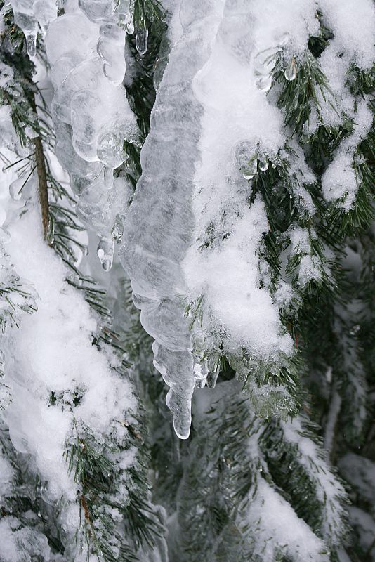 Detalle del hielo formado en las ramas de un árbol de Navacerrada (Madrid).