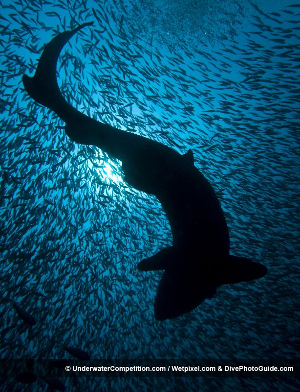 La amenazadora silueta de un enorme tiburón entre centenares de peces