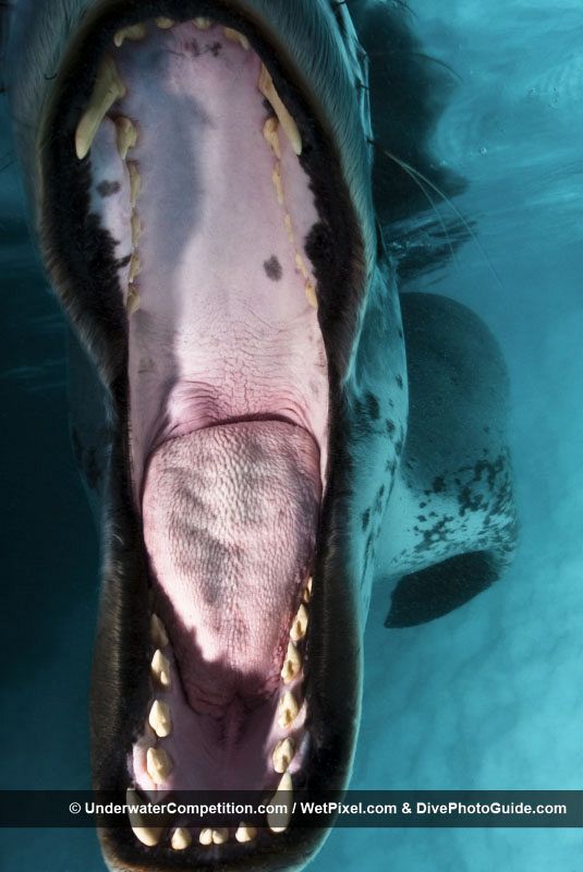 Una foca muestra su espléndida dentadura en el fondo del mar