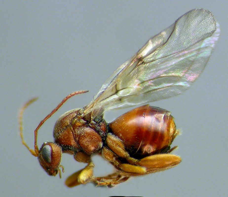 Este tipo de avispas posee la facultad de inducir agallas en las plantas, dentro de las cuales encuentran cobijo para su desarrollo larvario, nutrición y protección frente a las condiciones climáticas externas y los predadores