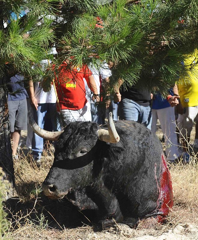 El toro de la Vega, de 2011, de nombre Afligido, en el suelo tras ser lanceado en Tordesillas, Valladolid
