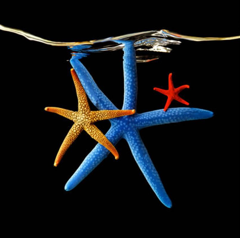 Tres coloridas estrellas marinas flotan en el agua y 'posan' para Mark Laita