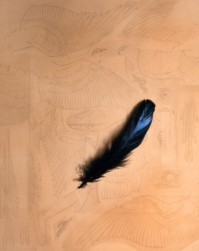 Su plumaje era de matices negros y azulados -parecido al de los cuervos- y es el registro más antiguo de plumas iridiscentes (muy brillantes y con reflejos)