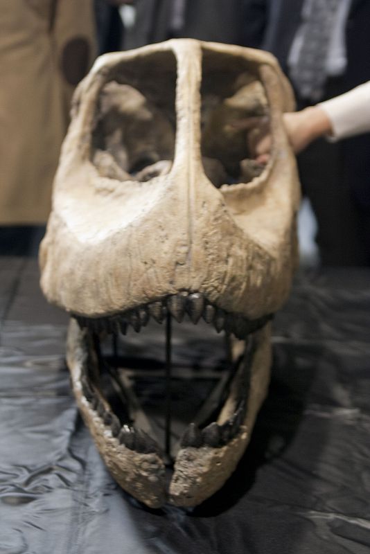 Vista frontal del cráneo del Gigante Europeo, 'Turiasaurus riodevensis'.