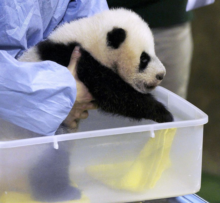 LA CRÍA DE OSO PANDA GIGANTE CUMPLE DOS MESES Y SE PRESENTA EN SOCIEDAD