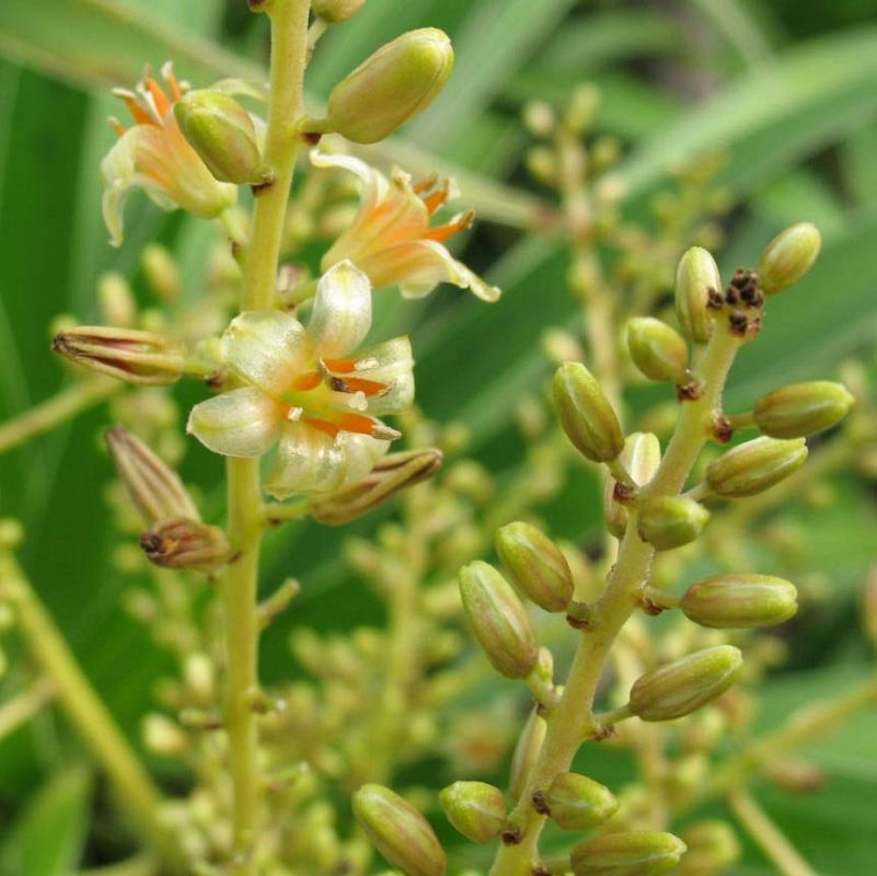 Dracaena kaweesakii, un drago de las selvas de Tailandia