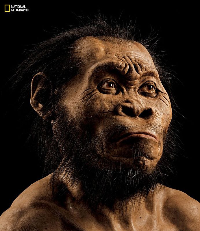 Reconstrucción de un Homo naledi