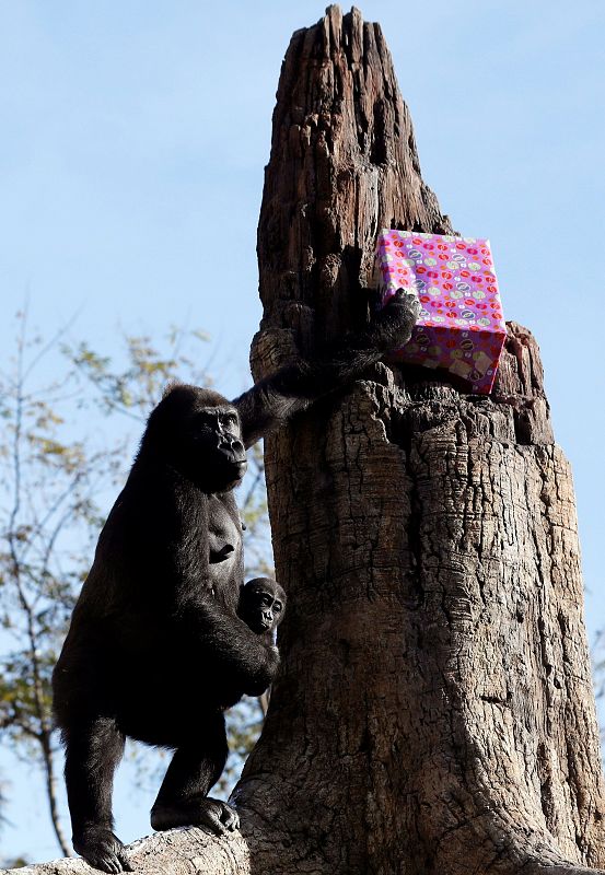 Los animales del Bioparc abren sus regalos de navidad