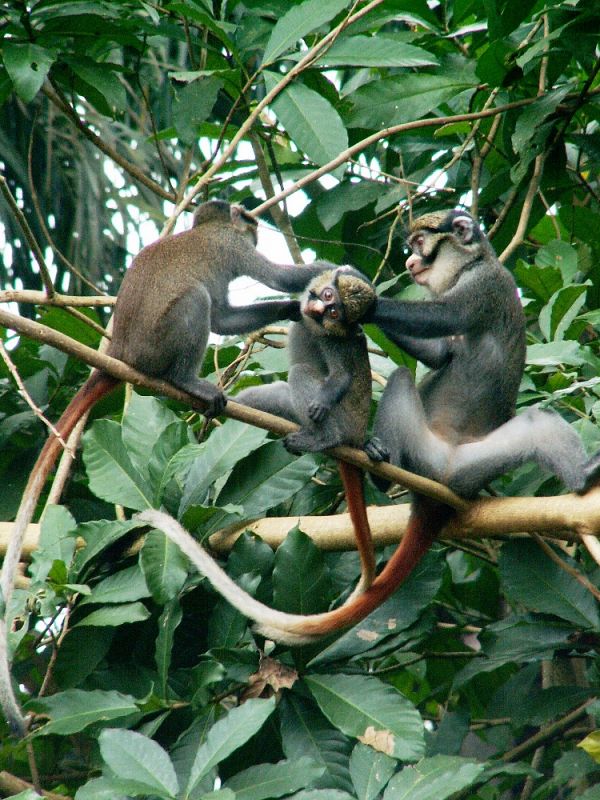 El cercopiteco de Sclater es un primate que vive en los bosques de Nigeria.