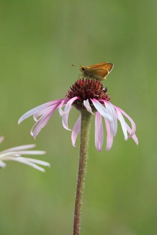 La Dakota Skipper es una mariposa norteamericana tiene una envergadura de aproximadamente una pulgada.