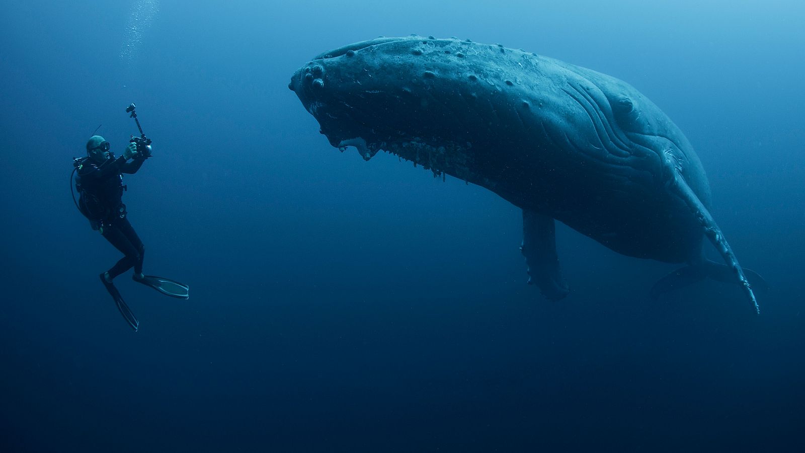 Las ballenas jorobadas, o yubartas, poseen uno de los cantos más fascinantes de la naturaleza.