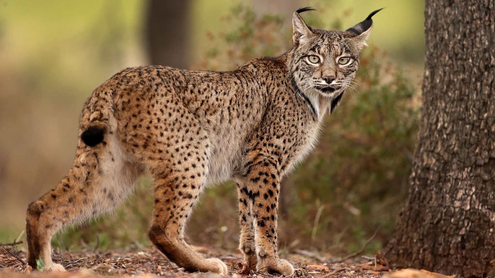 El lince ibérico en España se encuentra en una fase de recuperación