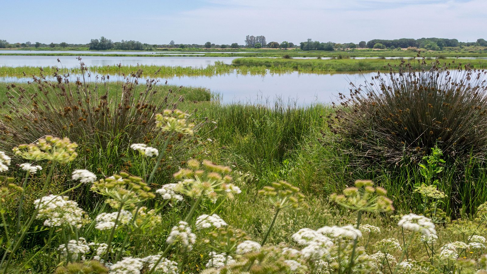 Imagen de archivo de una laguna ubicada en el Parque Nacional de Doñana.