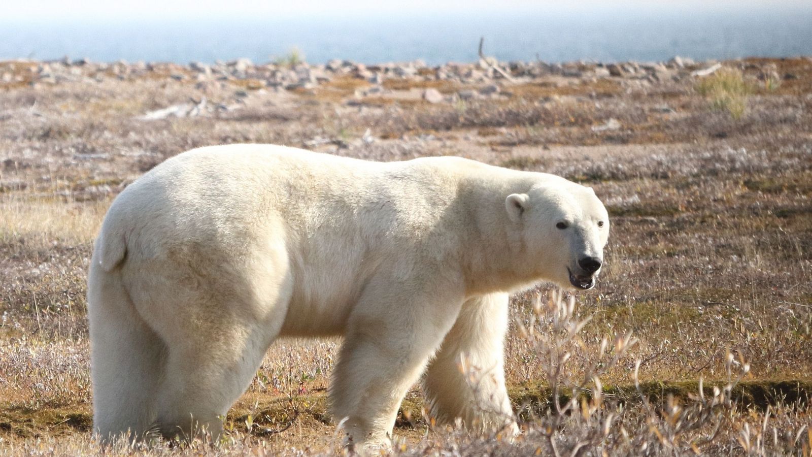 La supervivencia del oso polar: cada vez corren más riesgo de sufrir inanición a causa del deshielo