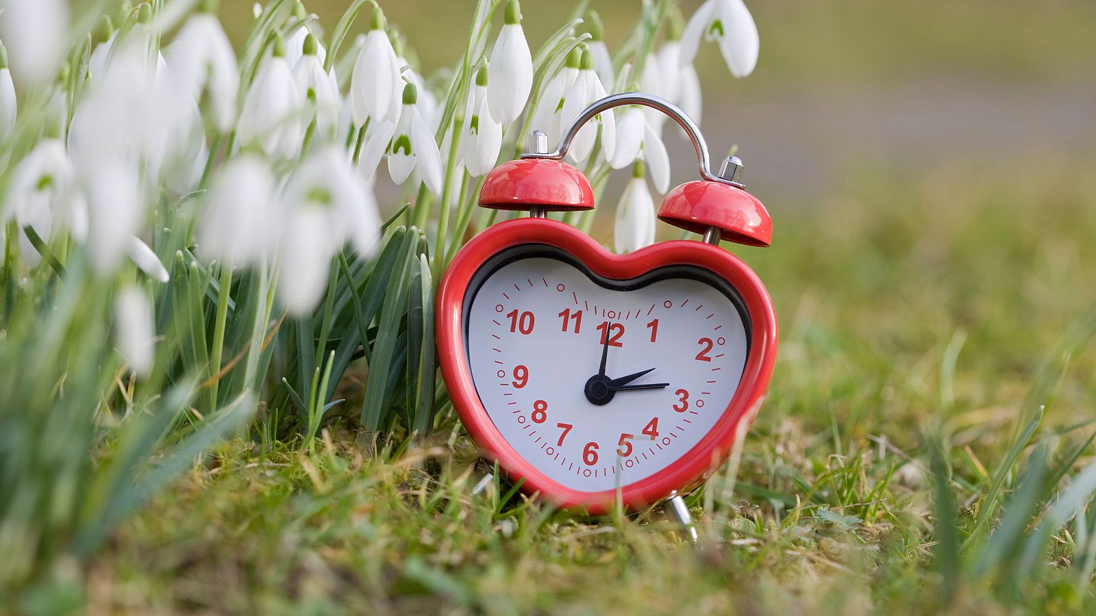 Cambio de hora marzo 2024: un reloj junto a varias flores en el campo