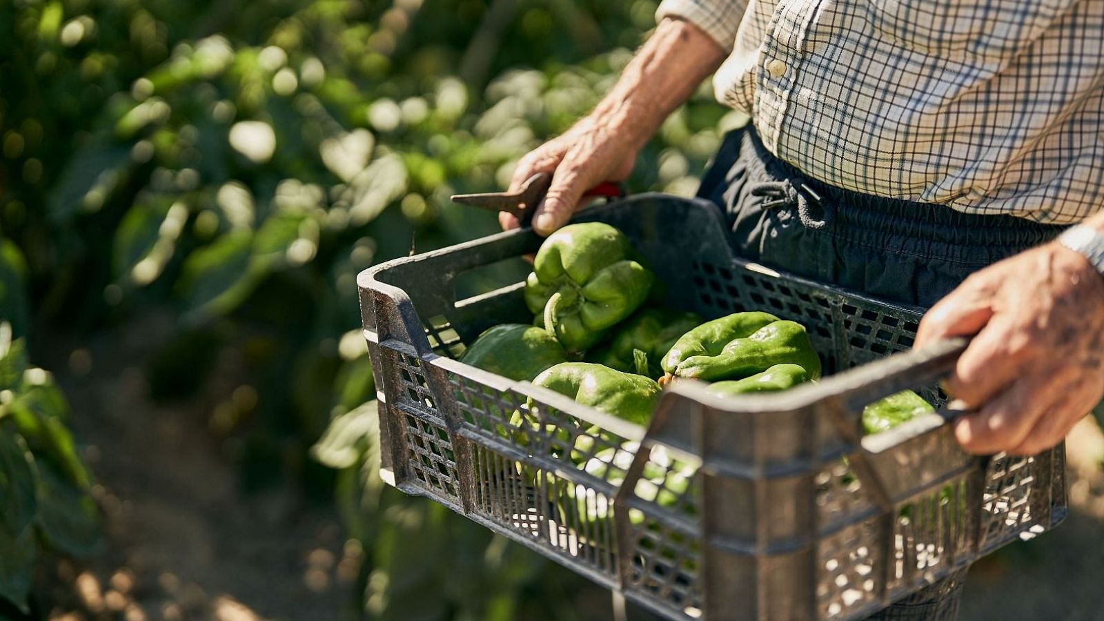 Mobilitzacions arreu del territori per exigir la modificació de la llei de la cadena alimentària.