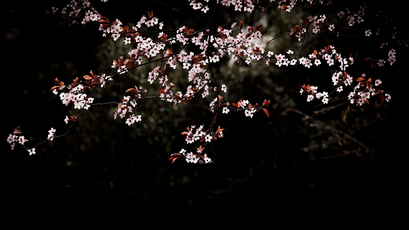 Primavera 2024: cerezos en flor durante la noche en Pamplona