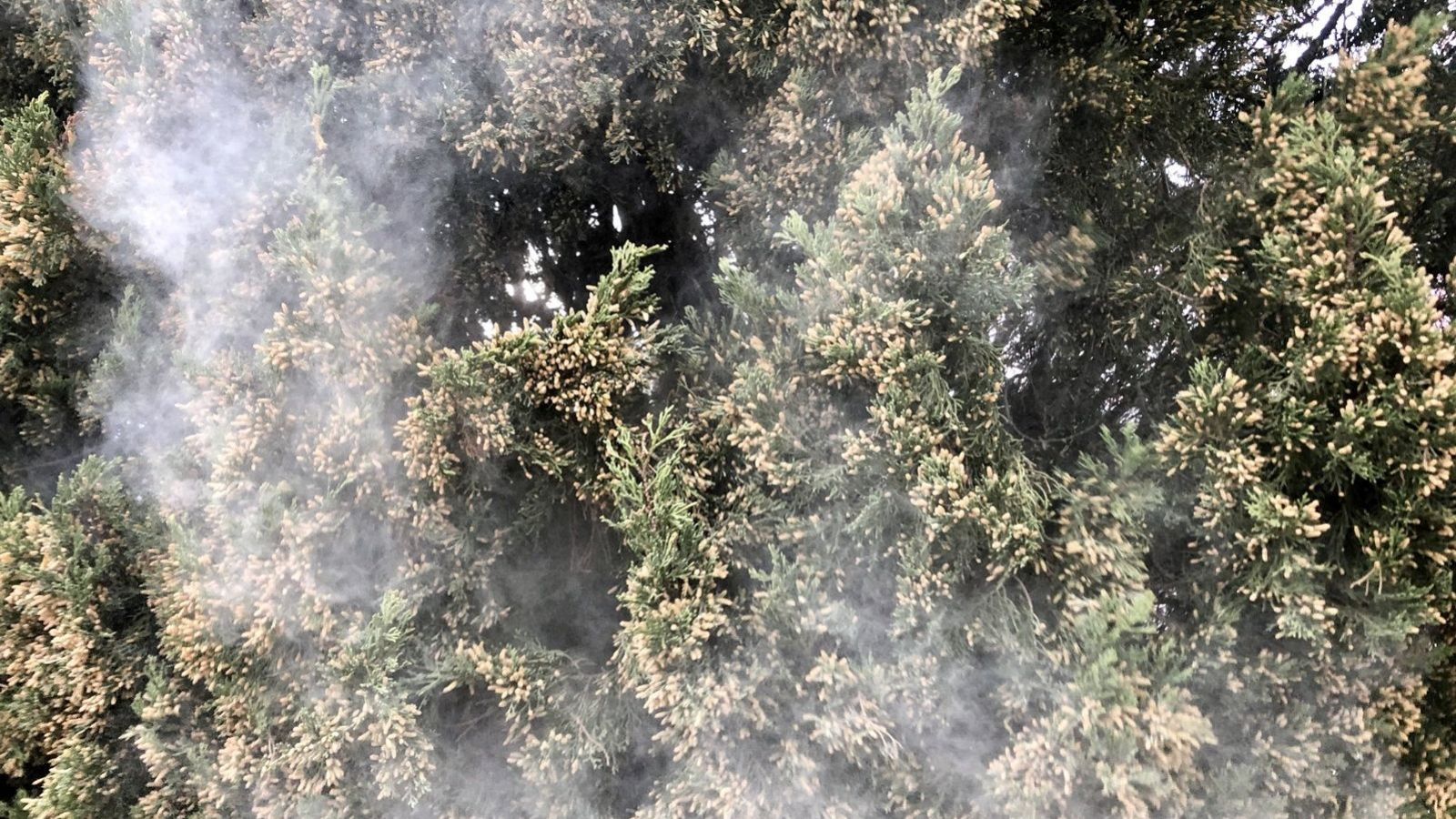 Primavera: temps de flors, però també d'al·lèrgies