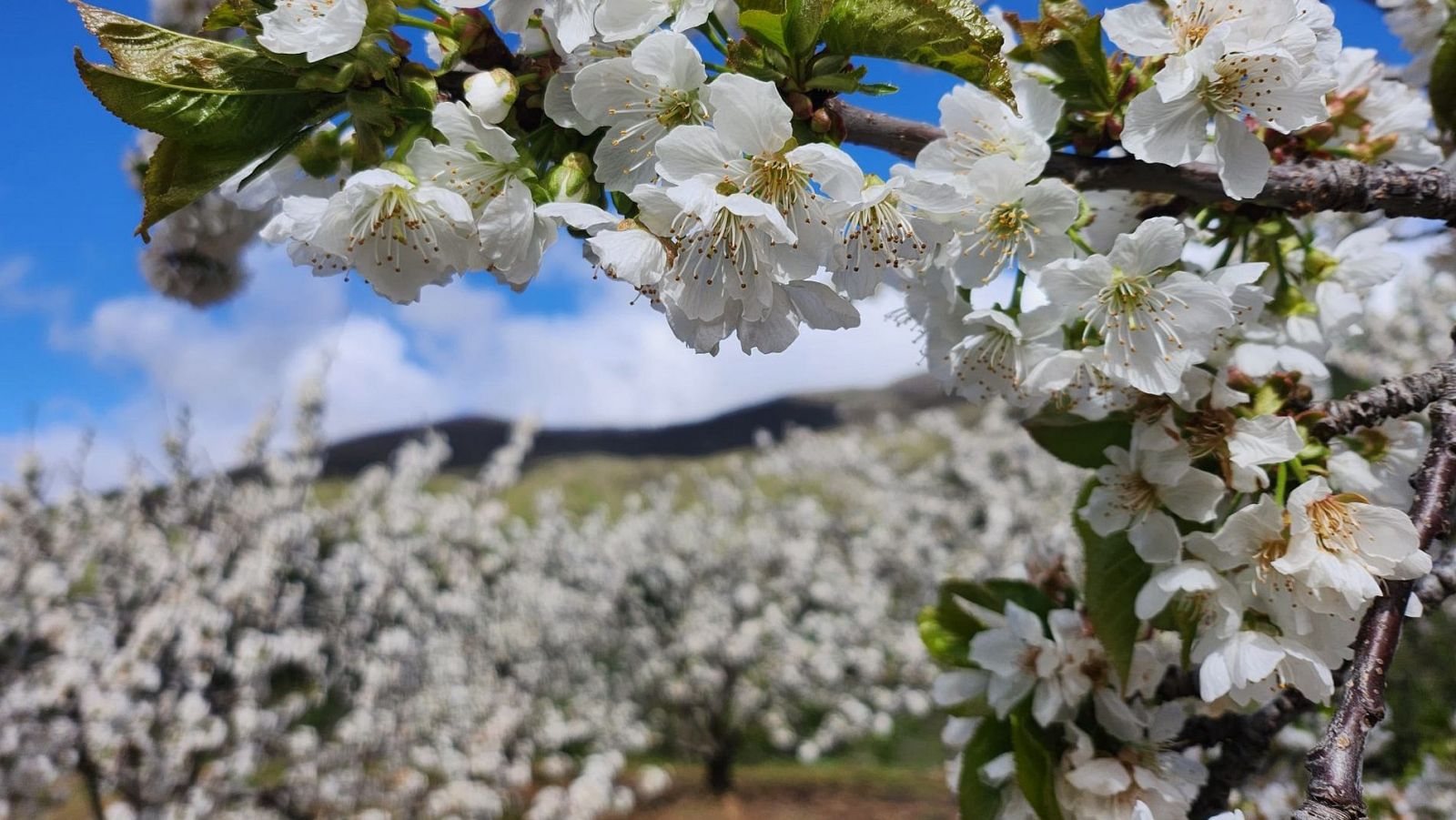 Cerezo en flor del Valle del Jerte