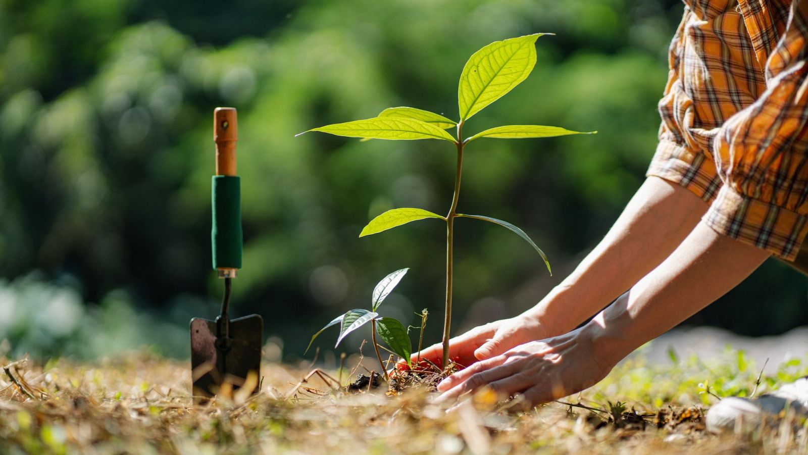 Descubre el motivo por el cual las plantas crecen hacia arriba y no en otras direcciones