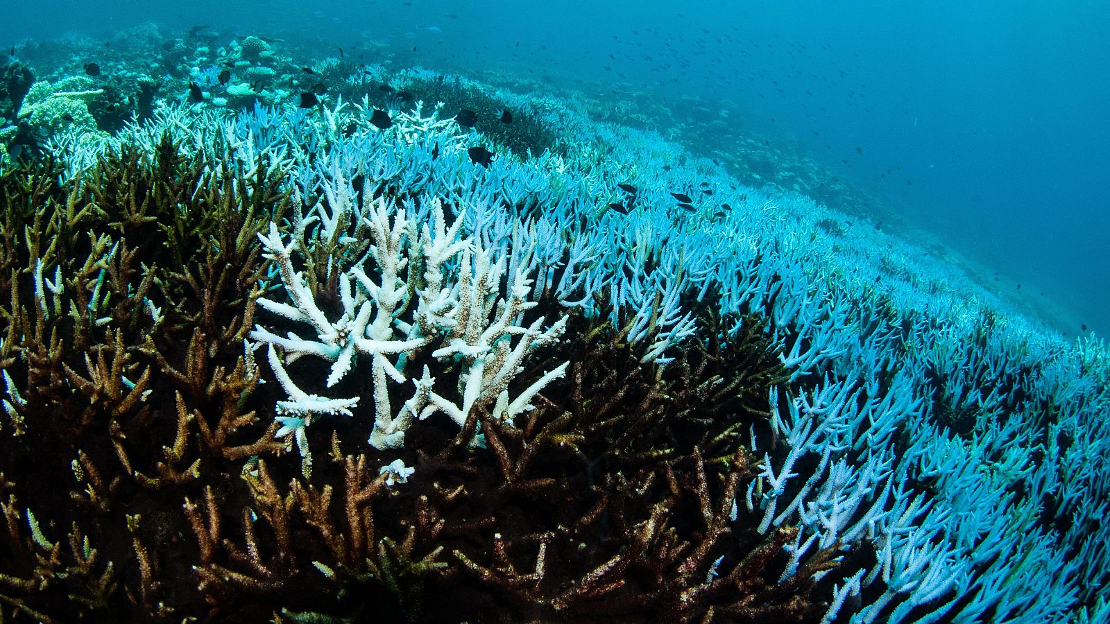 Corales afectados por el blanqueamiento en la Gran Barrera de Arrecifes