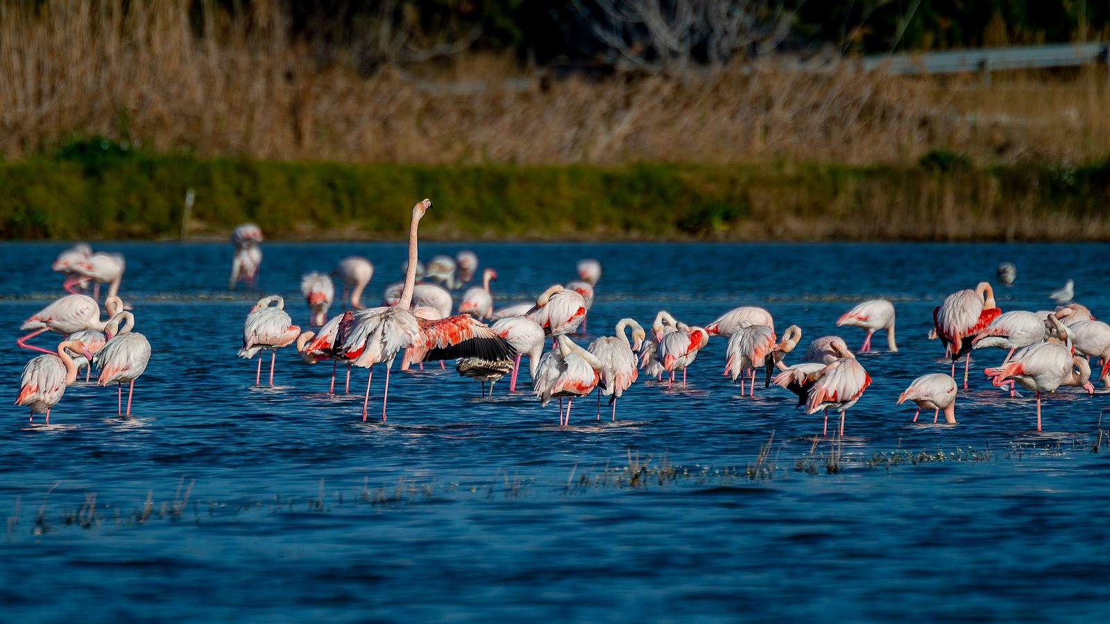 Día de la Tierra: Flamencos migratorios en su descanso por Valencia