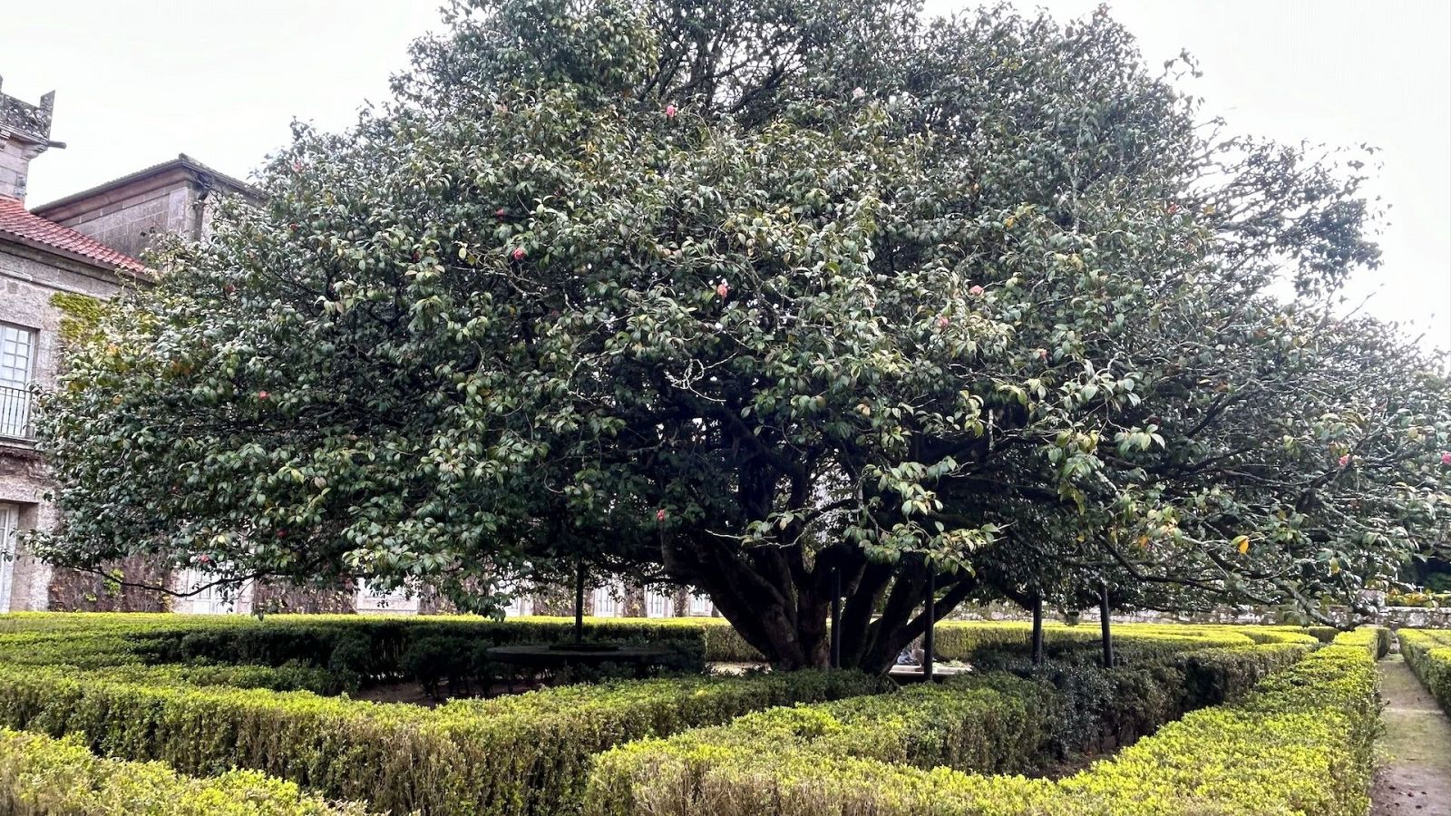 La camelia más grande y antigua de Galicia está en el Pazo de Quiñones de León de Vigo