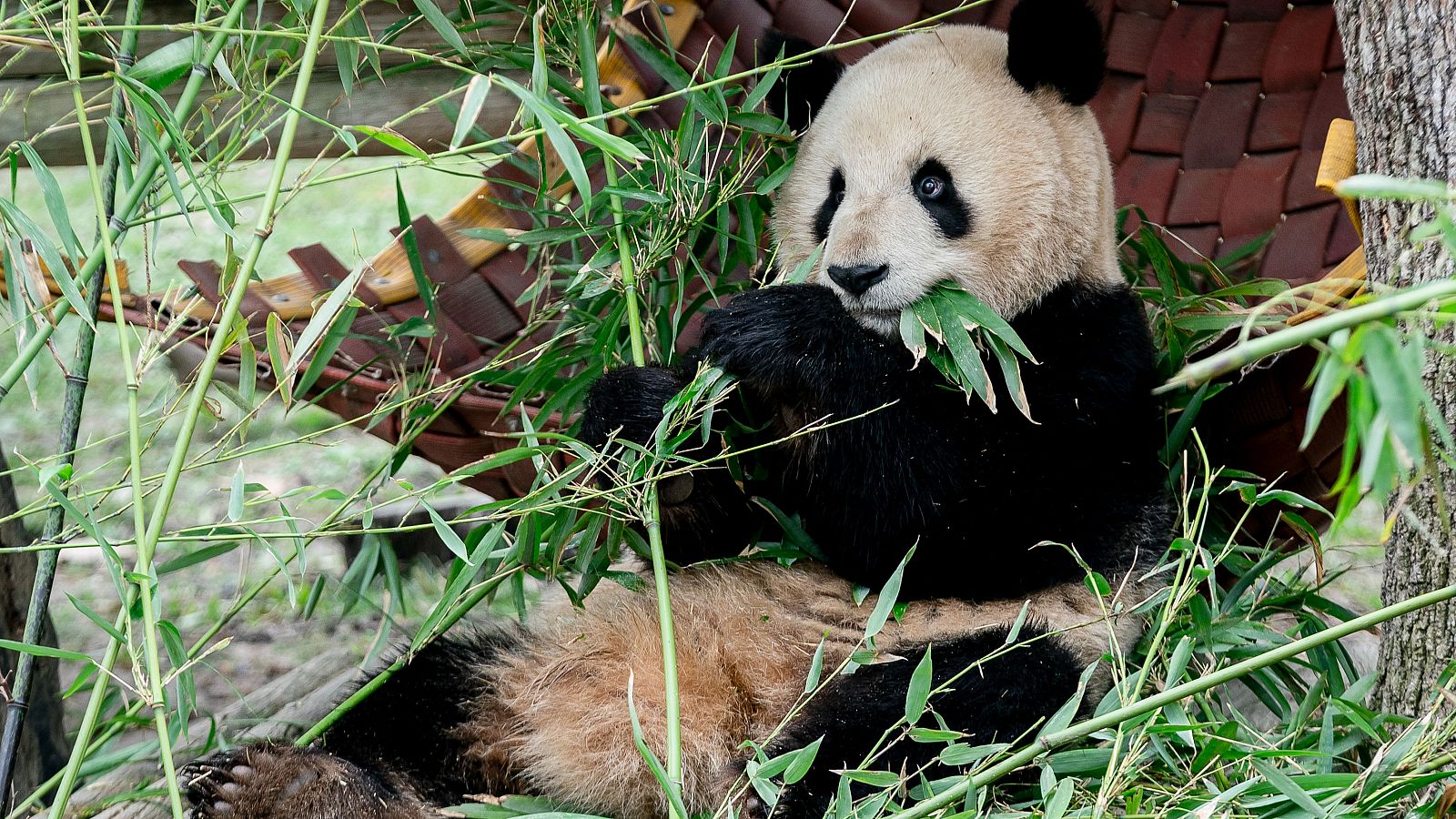 El Zoo de Madrid recibirá a una nueva pareja de osos panda