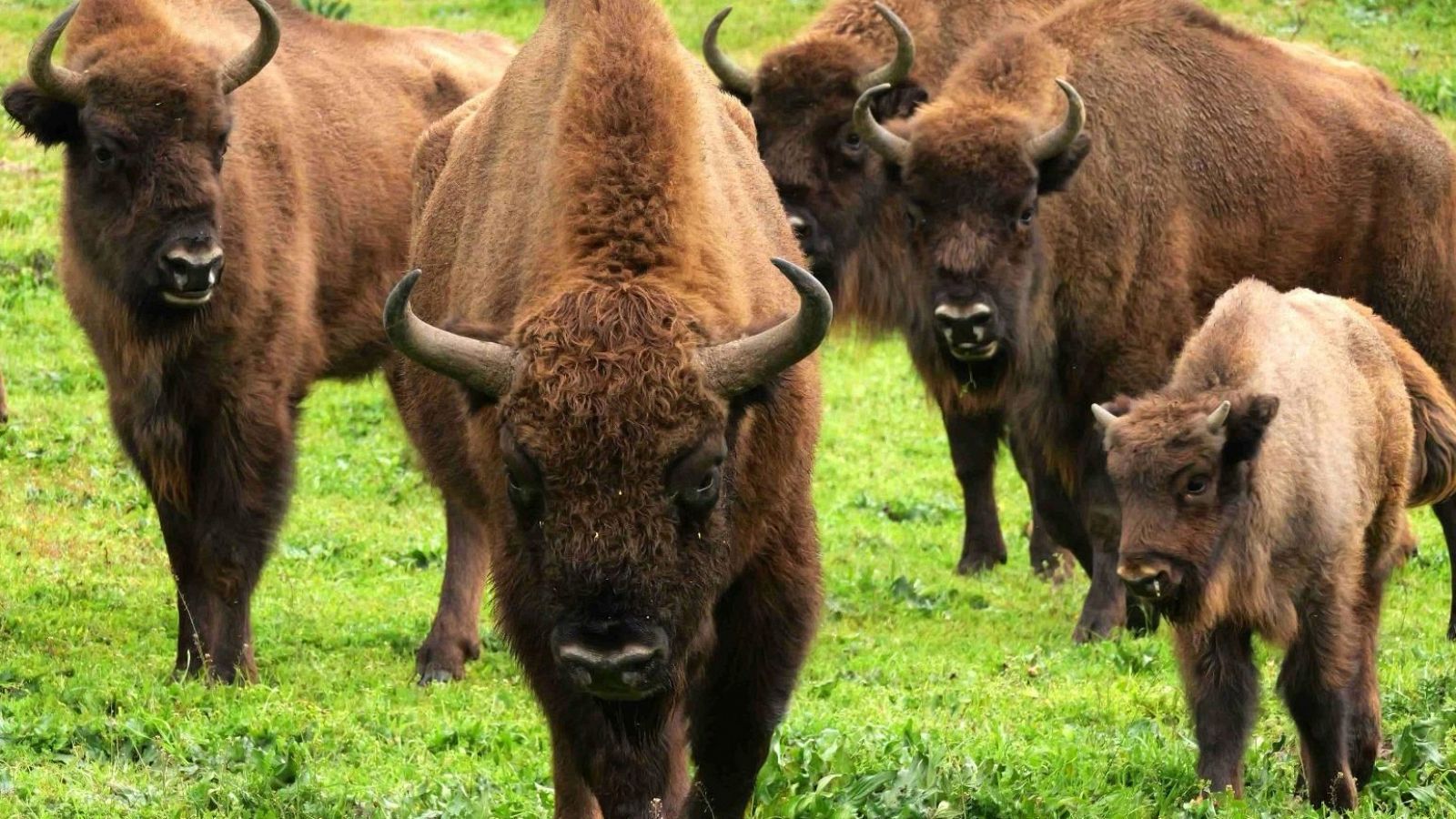 El bisonte euopeo la sierra del Mediteáneo