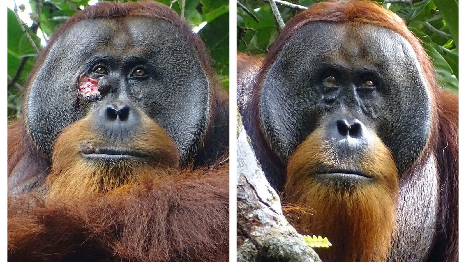 Un orangután, el primer animal al que ven curarse una herida con una planta medicinal