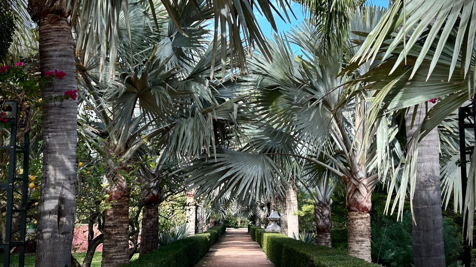 ¿Cómo consigue no tener plagas el Jardín de L'Albarda, en Alicante, sin usar productos químicos?