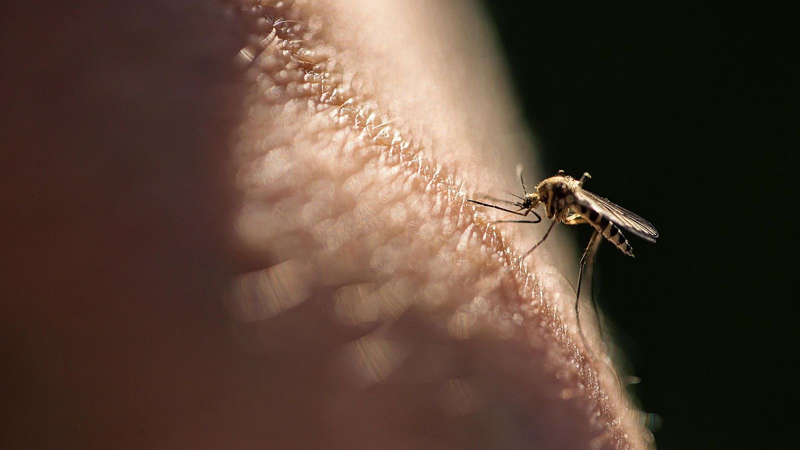 España detecta 800 nuevos casos de malaria importada cada año