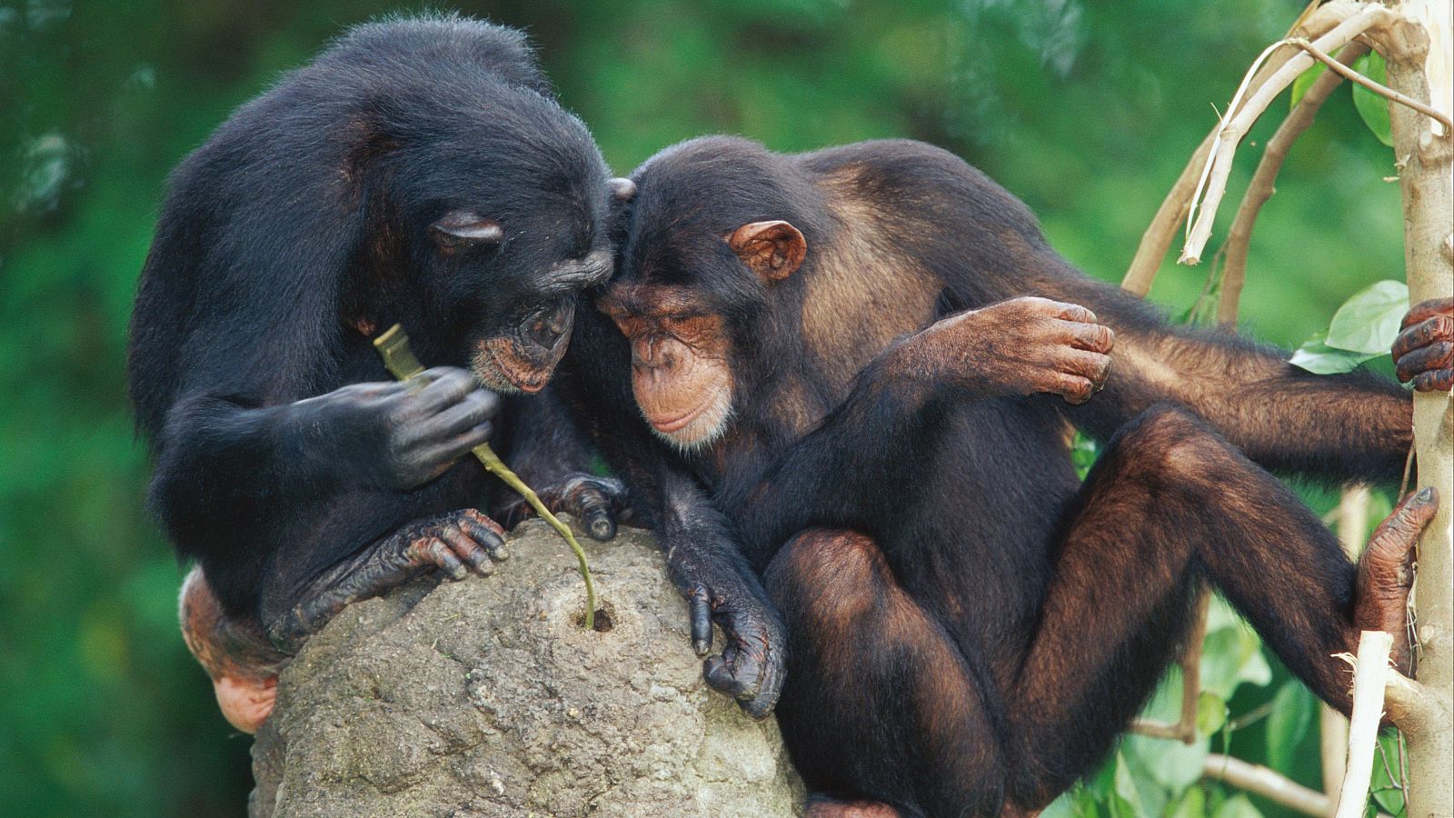 Dos chimpancés usando un palo para acceder a un nido de termitas