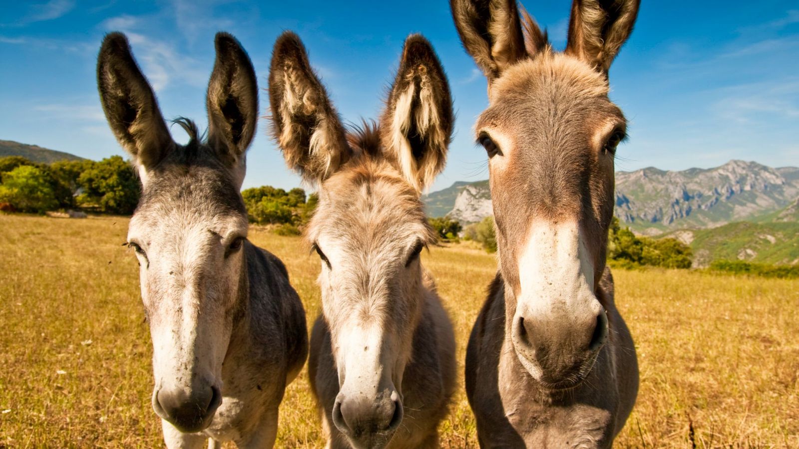 Curiosidades que no sabías de los burros