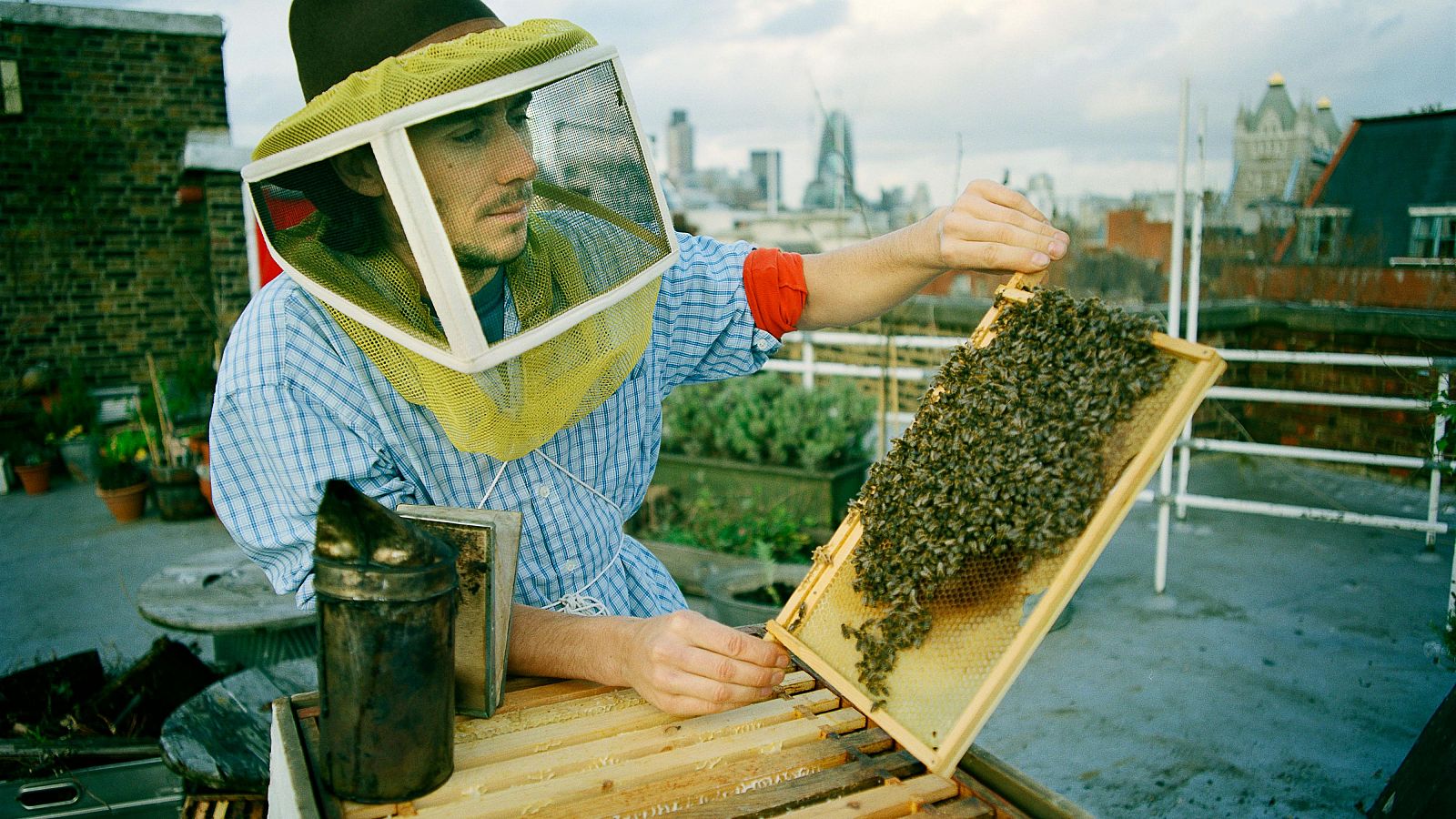 Día mundial de las abejas.