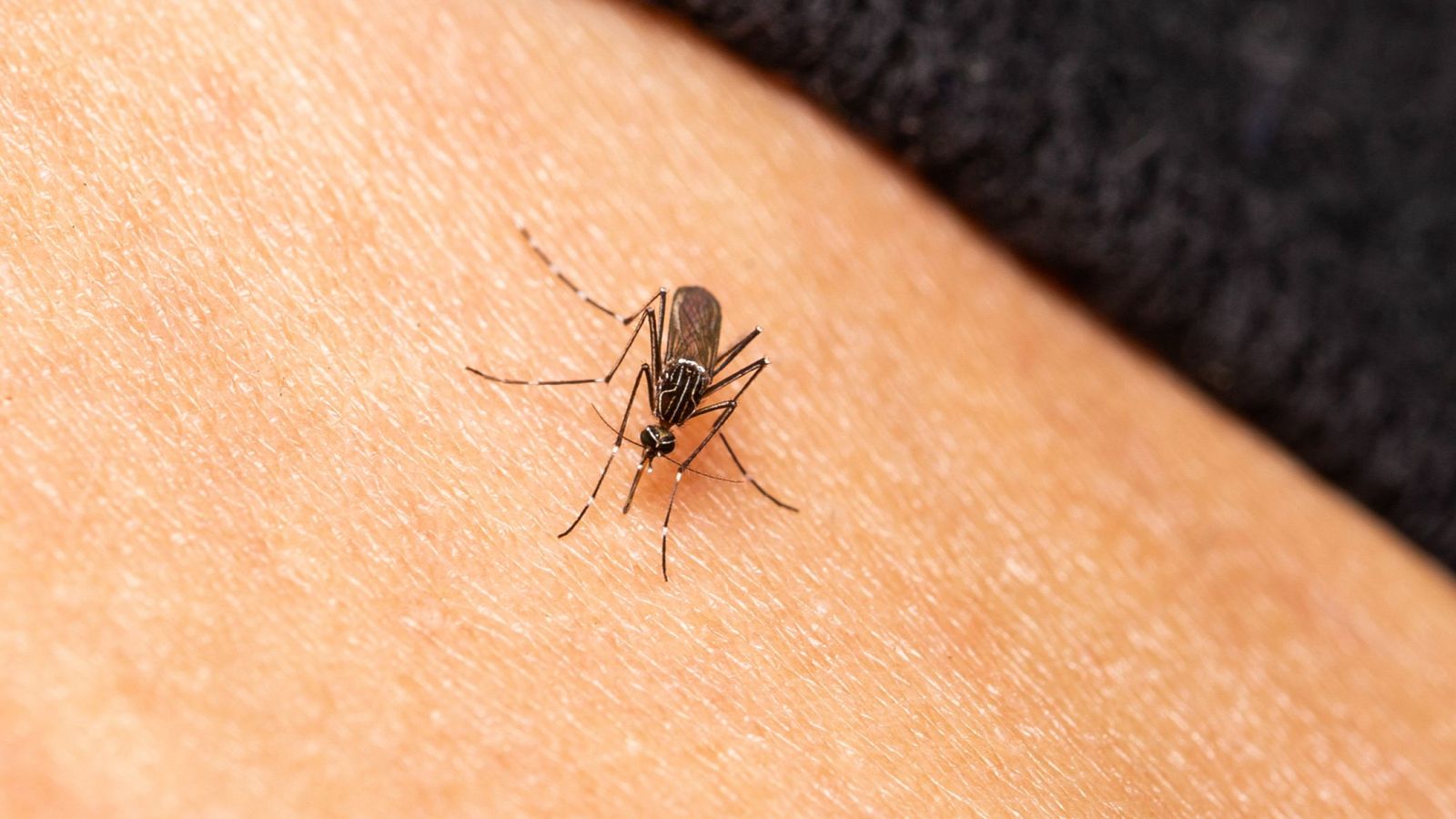 Curiosidades sobre los mosquitos, el animal que más muertes provoca al año