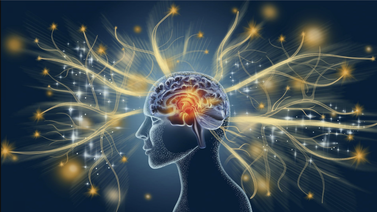 Neurociencia computacional: ¿cómo se organiza el cerebro?