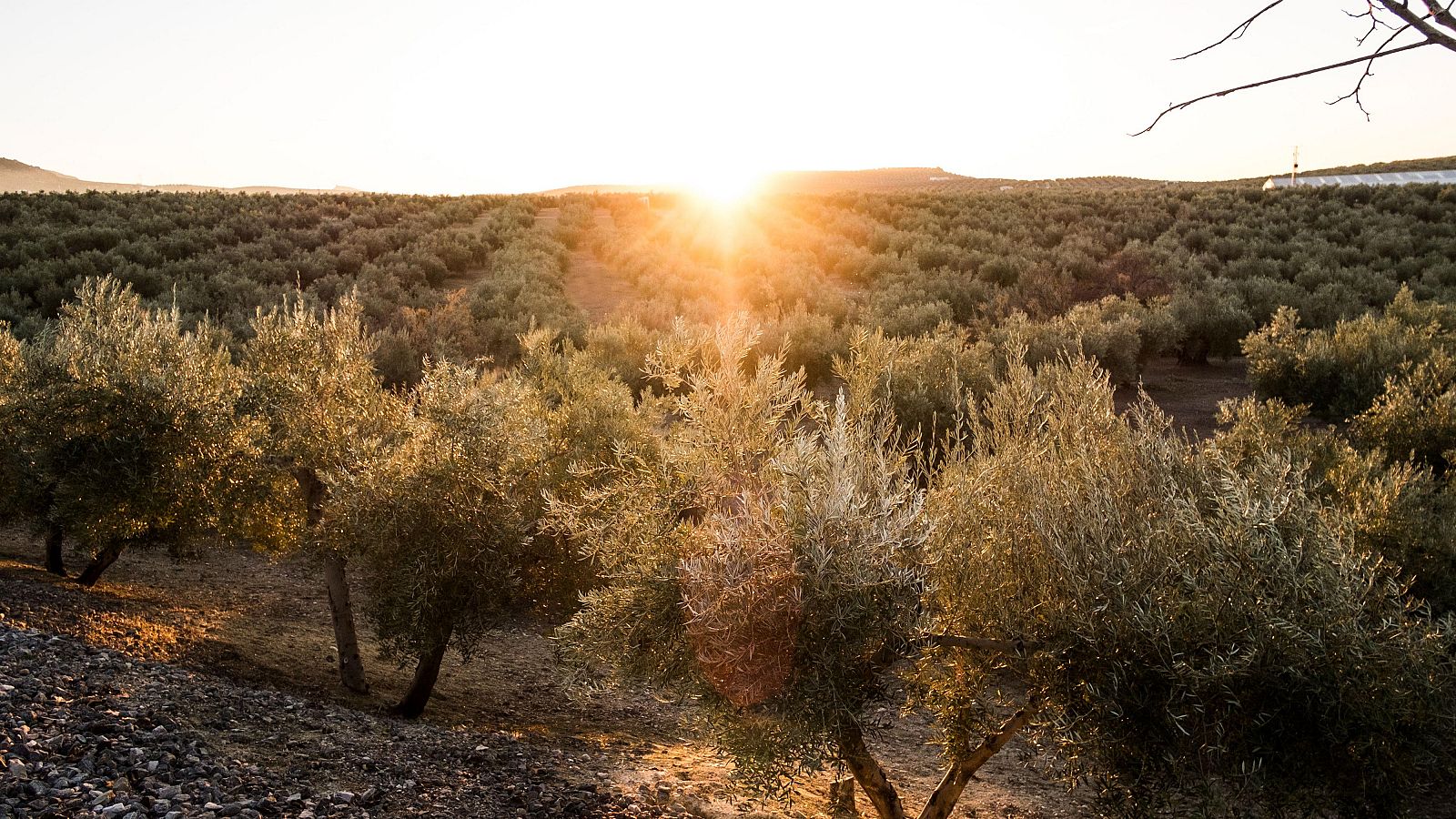 El cambio climático aumenta la bacteria que destruye olivos en el Mediterráneo