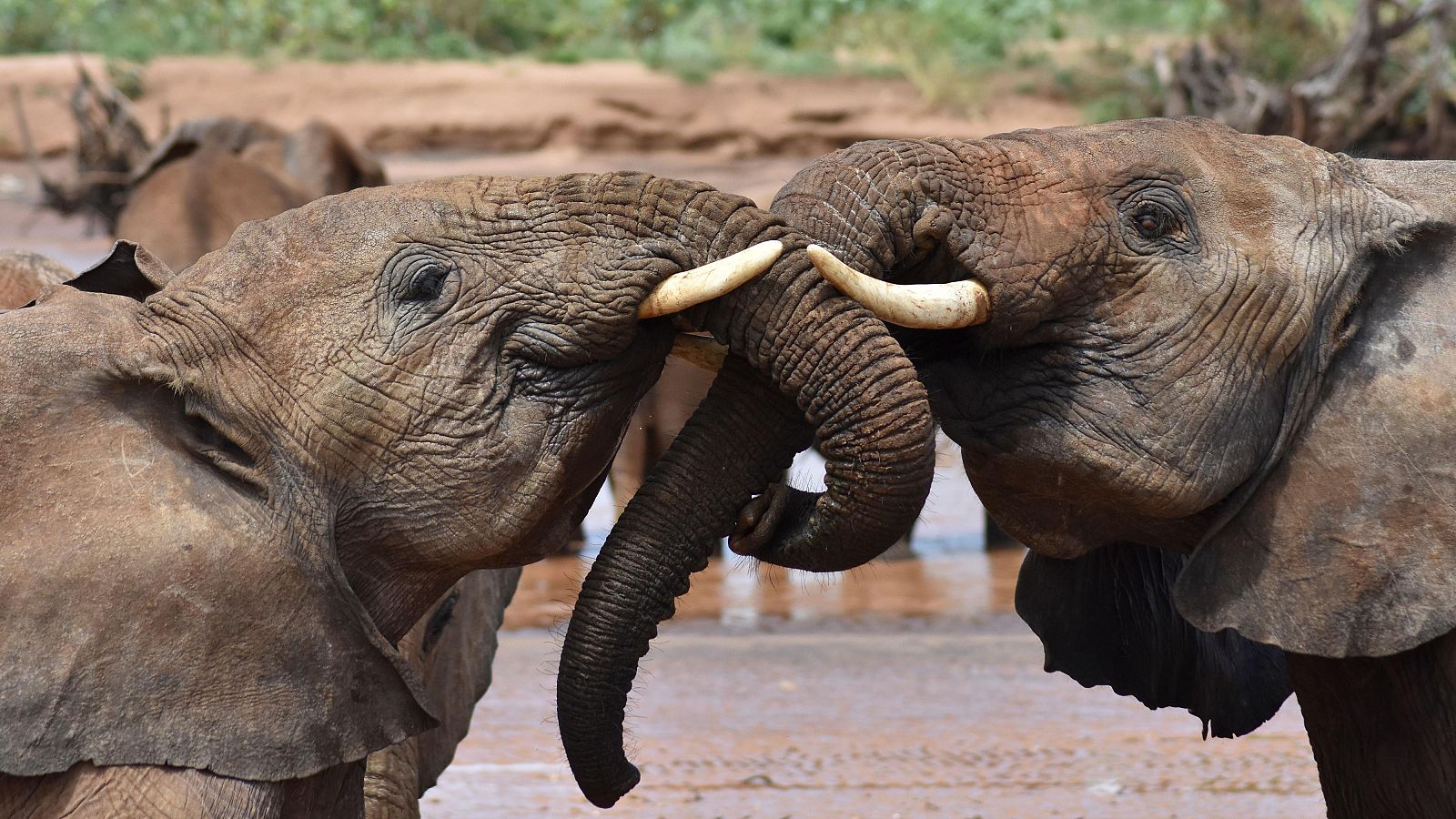Dos de los elefantes que han formado parte de la investifación en Kenia, África
