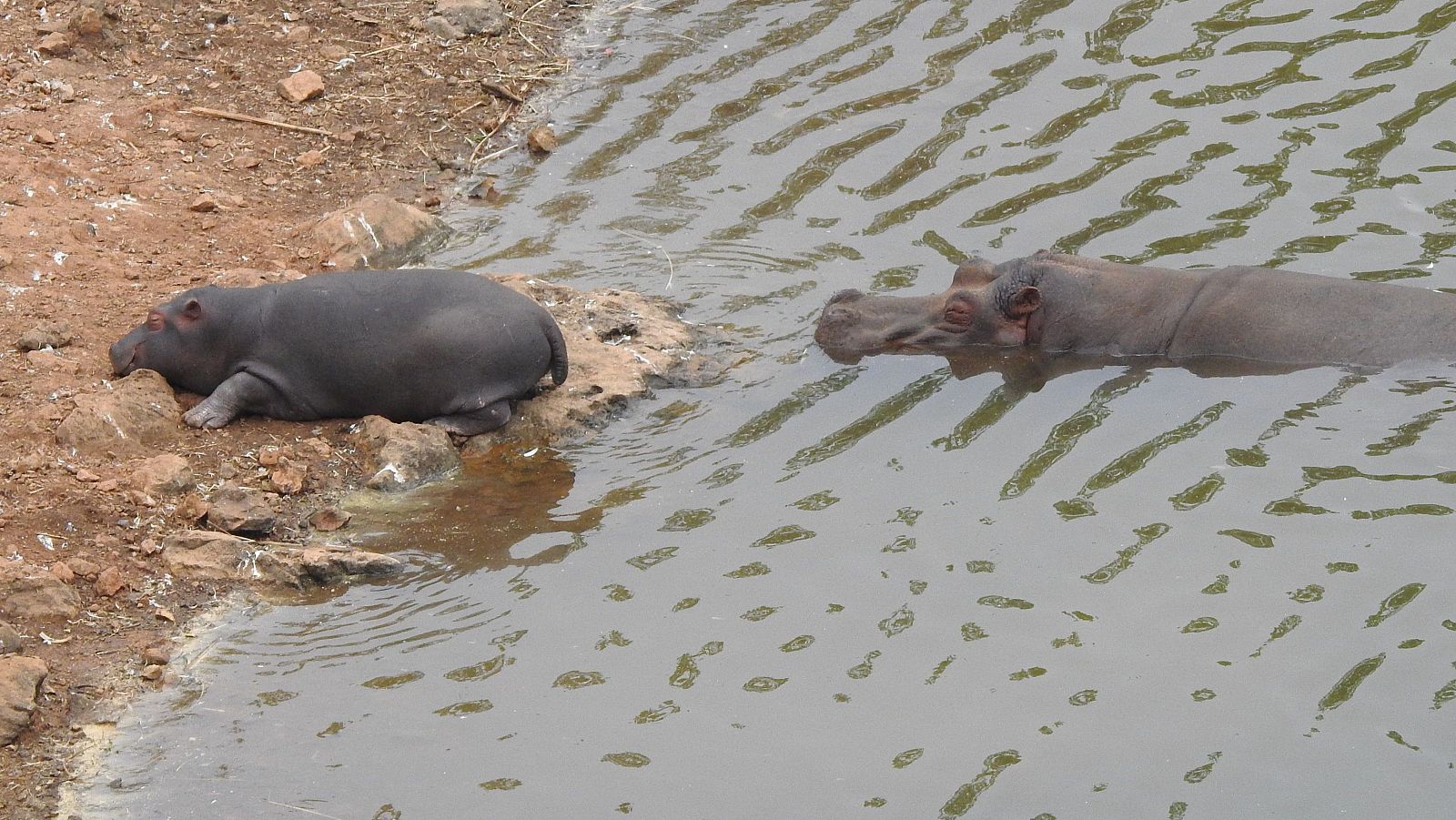 Cabárceno: nace una nueva cría de hipopótamo