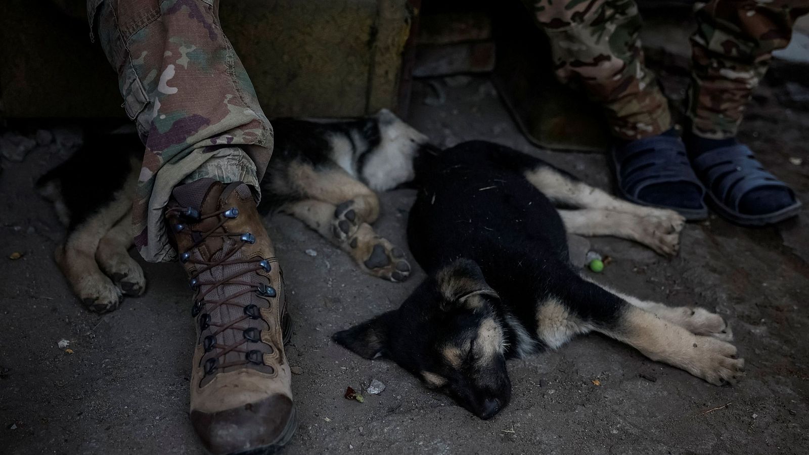 Cachorros de perro duermen junto a soldados ucranianos durante un descanso en Donetsk