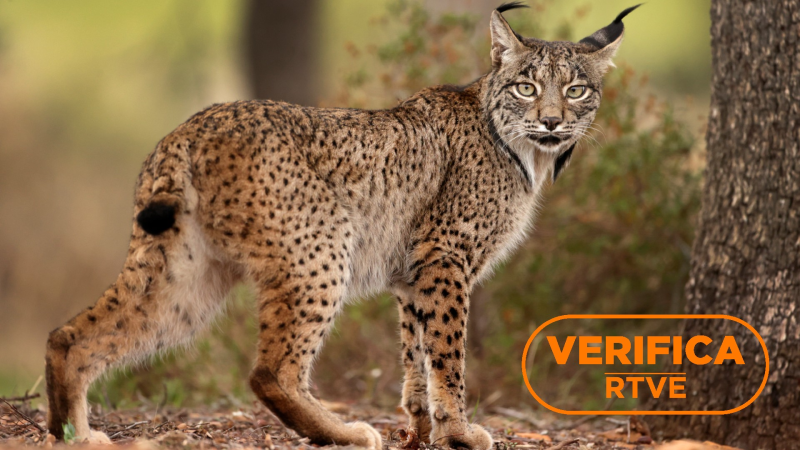 El lince ibérico: deja de estar en peligro de extinción, pero sigue amenazado